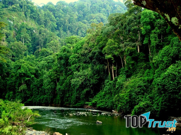 Rừng nhiệt đới Daintree