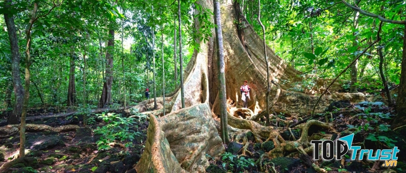 Rừng Nam Cát Tiên