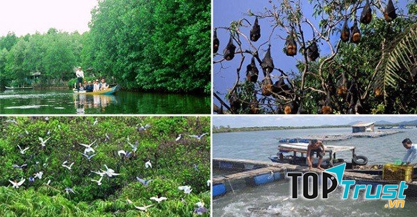 Rừng nguyên sinh ngập mặn ở Cần Giờ