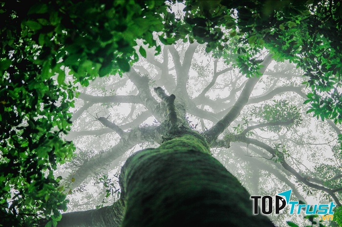 Rừng nguyên sinh Tam Đảo