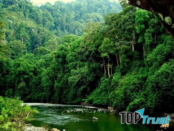 Rừng nhiệt đới Amazon