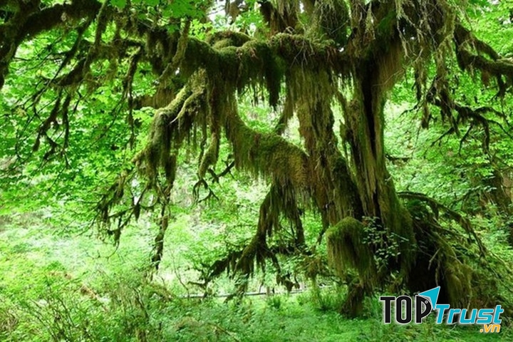 Rừng Olympic quốc gia, Hoa Kỳ