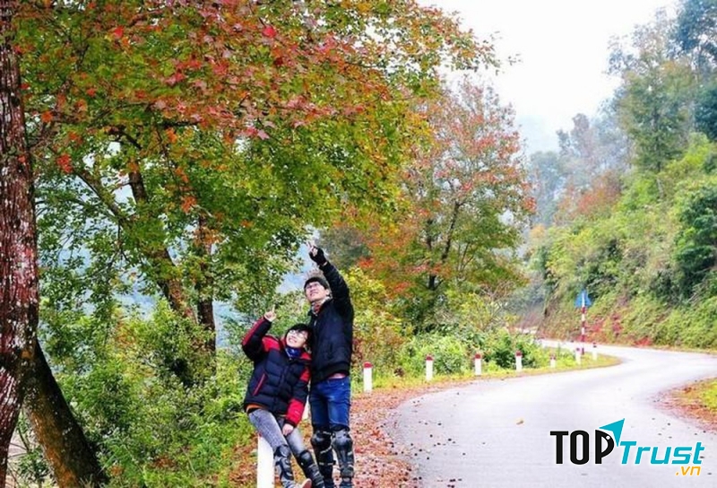 Rừng phong Chế Tạo