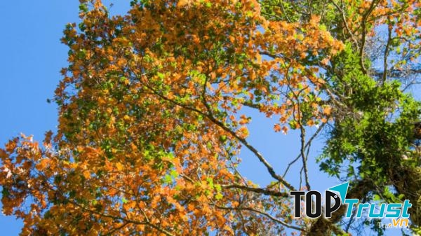 Rừng phong Chế Tạo