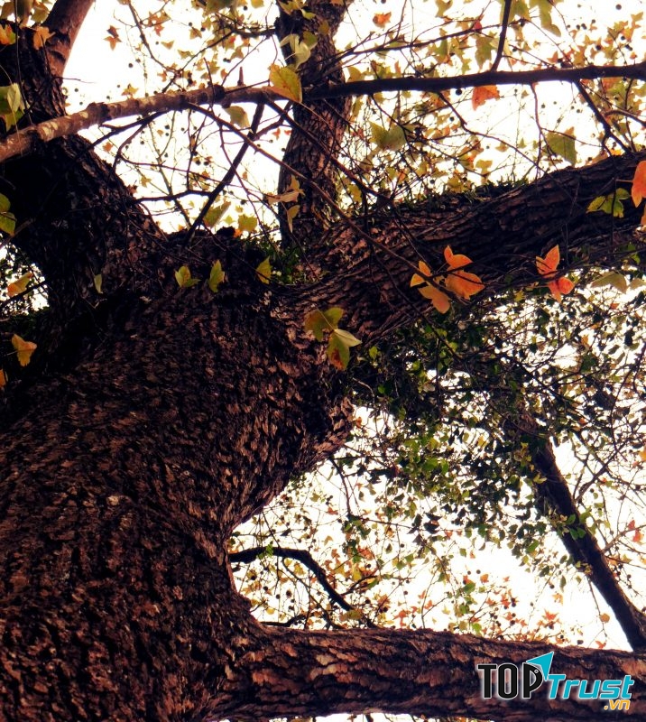 Rừng Phong Lá Đỏ