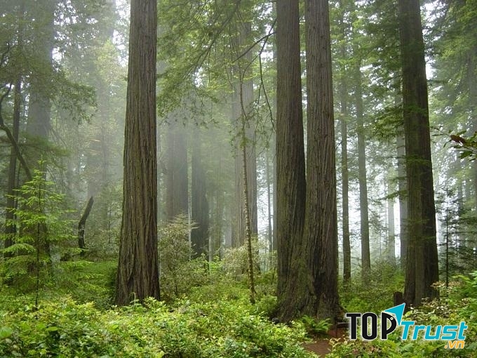 Rừng quốc gia Redwood