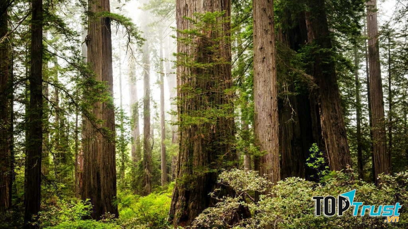 Rừng quốc gia Redwood được UNESCO công nhận là một Di sản thế giới