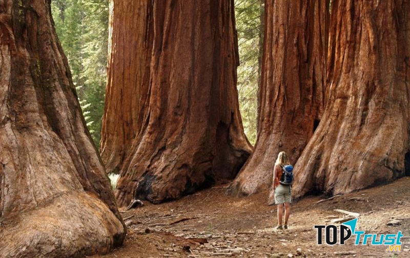 Rừng quốc gia Sequoia