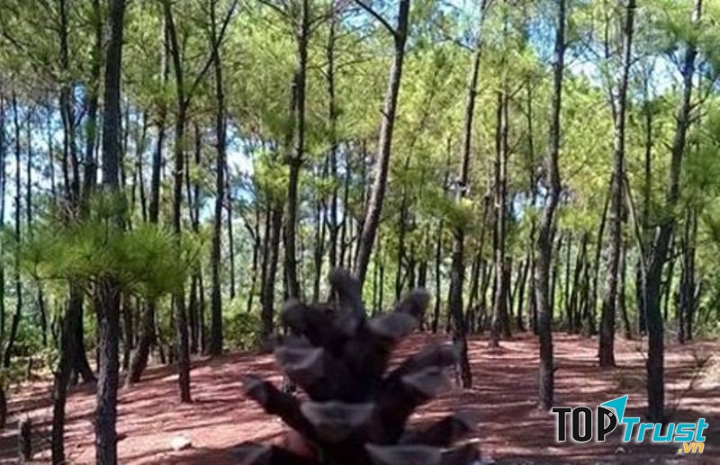 Rừng thông Bồ Bồ tuyệt đẹp