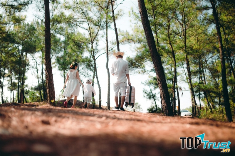 Rừng thông Bồ Bồ