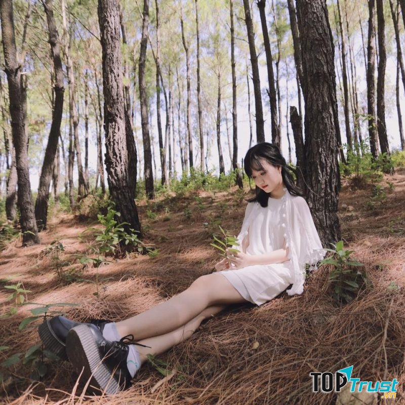 Rừng thông Bồ Bồ