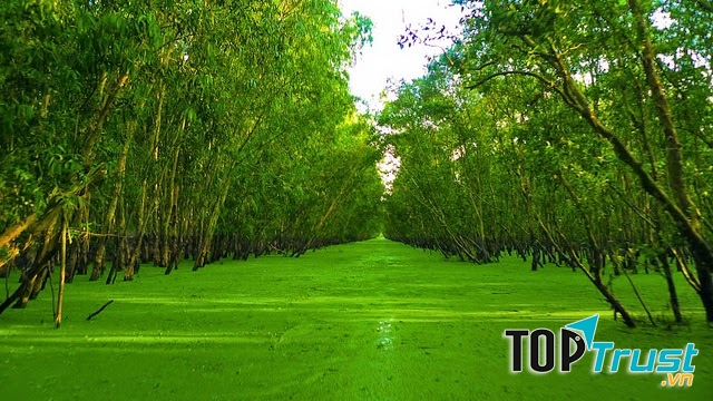 Khung cảnh xanh mướt tại rừng tràm Trà Sư