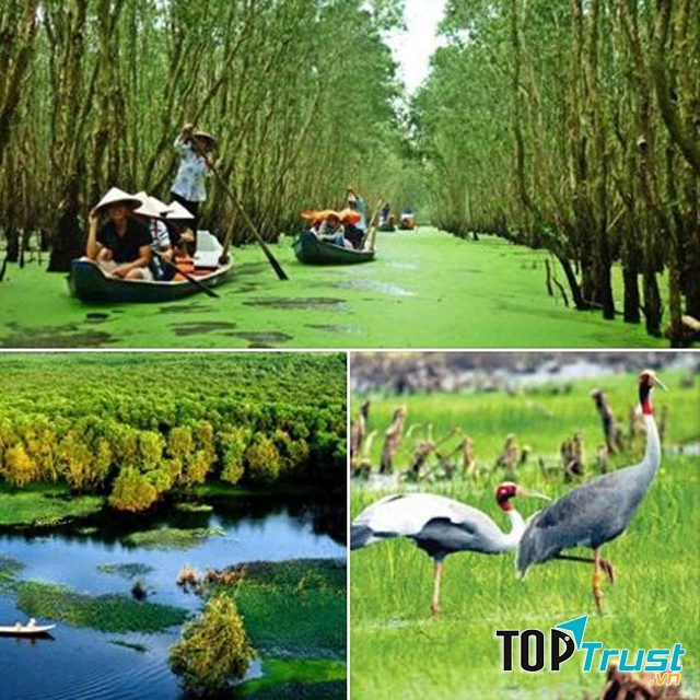 Rừng tràm trà sư An Giang