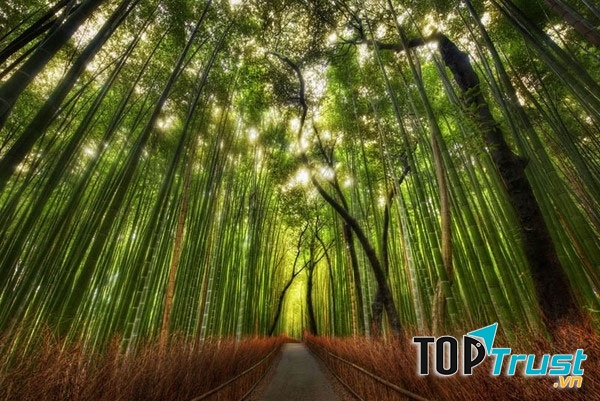 Rừng tre Sagano