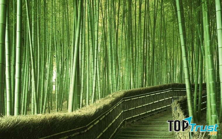 Rừng tre Sagano - Nhật bản