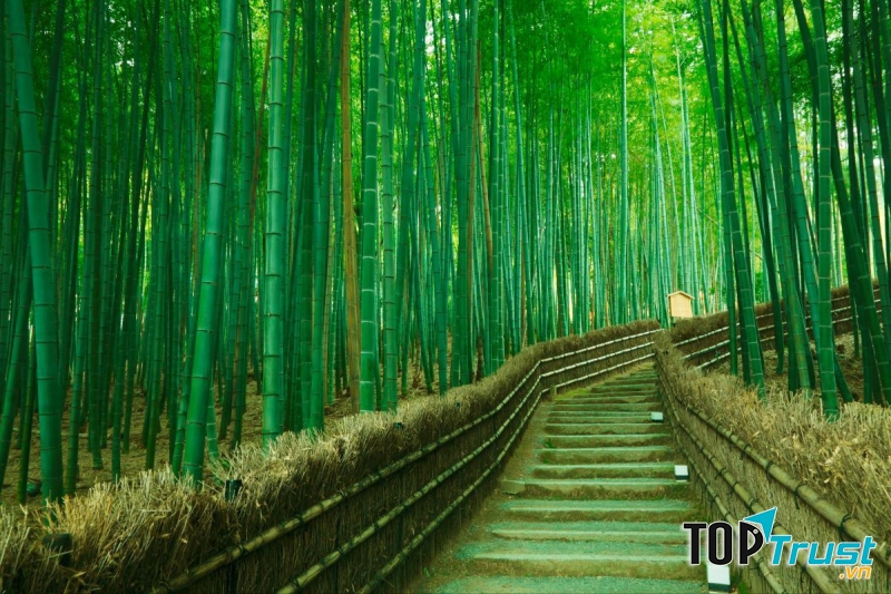 Rừng tre Sagano, Nhật Bản.