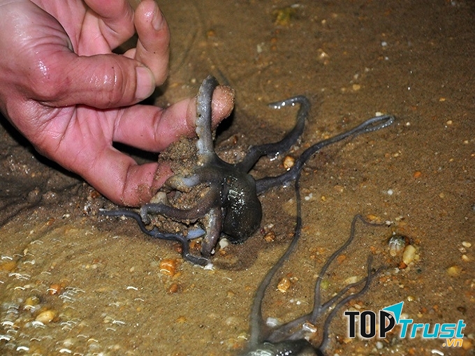 Khai thác ruốc lỗ