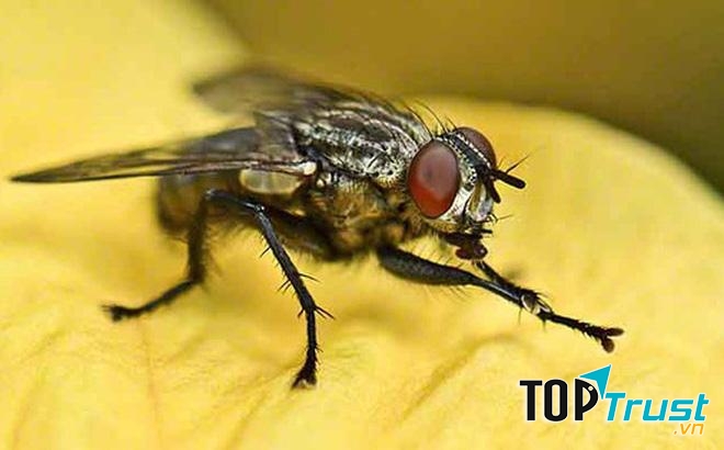 Ruồi gây dịch tả