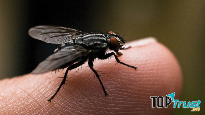 Kích thước của ruồi nhà khi trưởng thành thường dao động từ 5 đến 8 mm