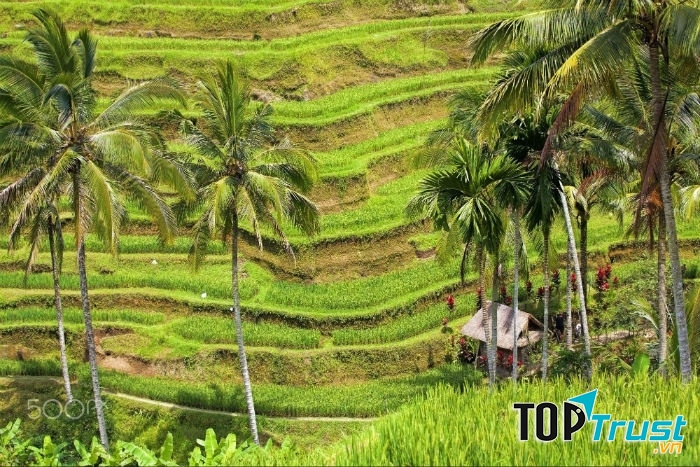 Ruộng lúa xen kẽ những rặng dừa xanh cao vút