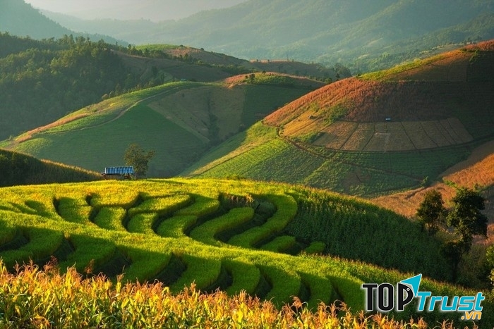 Ruộng bậc thang Chiang Mai xanh tươi dưới nắng sớm