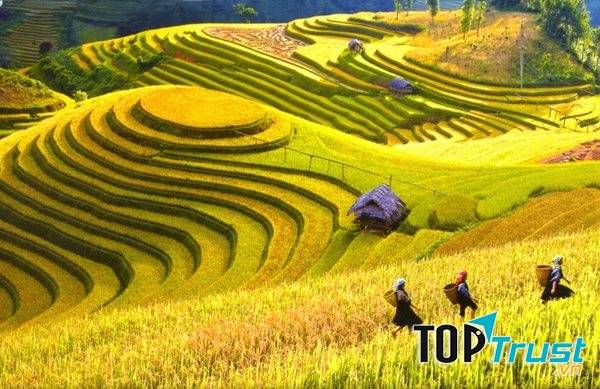 Ruộng bậc thang Hoàng Su Phì