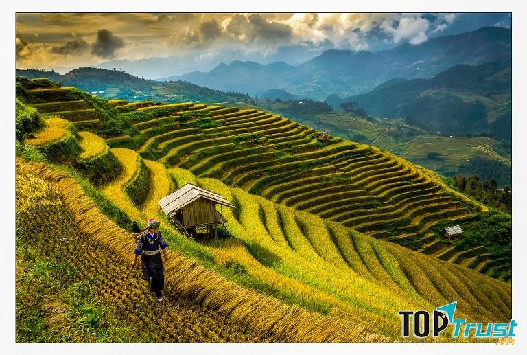 Ruộng bậc thang Mù Cang Chải - Việt Nam