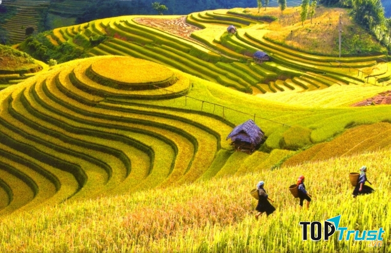 Ruộng bậc thang vàng ươm ở Sapa.