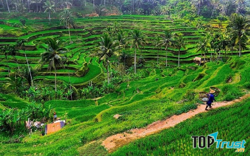 Ruộng bậc thang Tegalalang là một dải màu xanh mùa màng màu mỡ, những ai yêu thích thiên nhiên thì đây chính là điểm đến khó có thể chối từ.