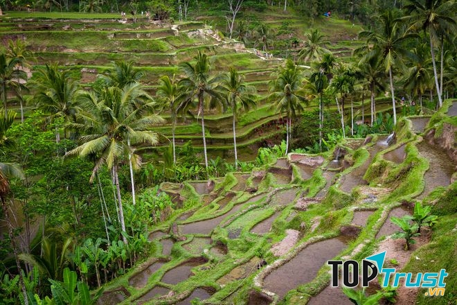 Ruộng bậc thang Telelalang