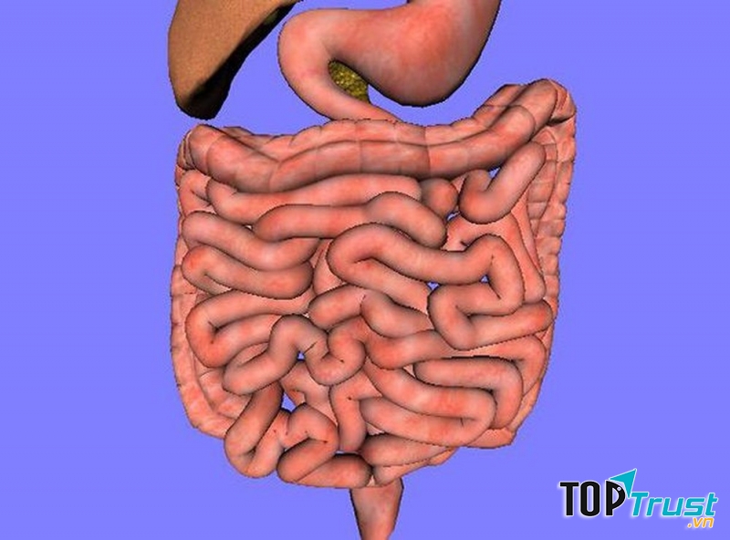 Ruột non có chiều dài bằng 1 chiếc xe tải