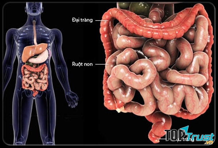 Ruột non có chiều dài bằng 1 chiếc xe tải
