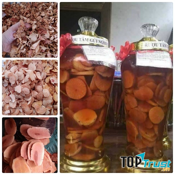Rượu cây tầm gửi
