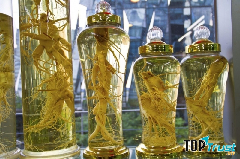 Rượu ngâm đương quy là loại rượu rất tốt cho sức khỏe