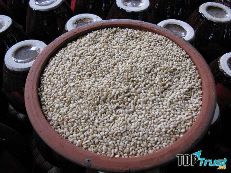 Nếp nương trồng ven sườn núi