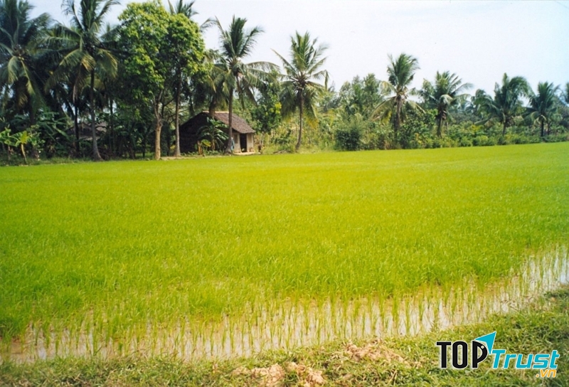 Nếp Bến Tre chính là một trong bốn yếu tố tạo nên vị ngon của rượu Phú Lễ (Nguồn: Sưu tầm)