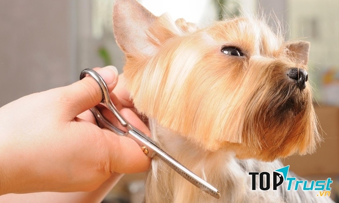 Hotel dog cat sài gòn