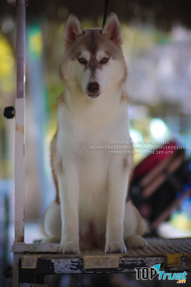 Saigon Husky Kennel
