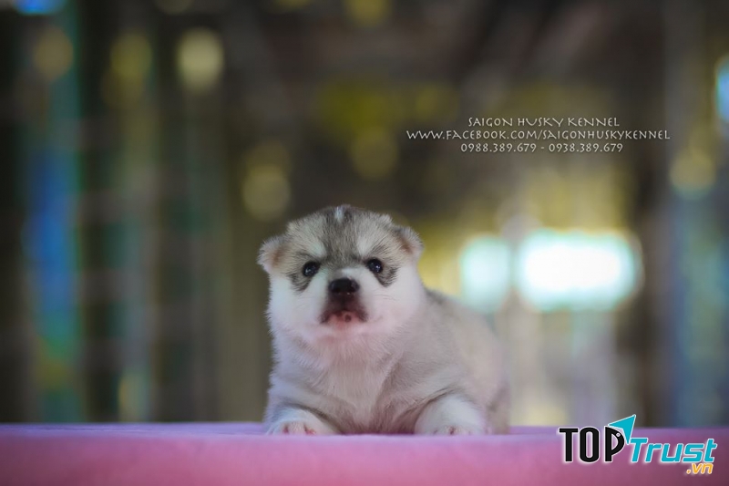 Saigon Husky Kennel