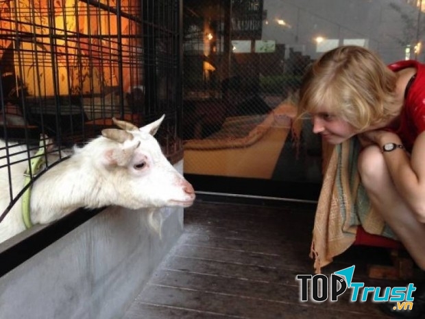 Sakuragaoka Café có hai chú dê lớn được đặt tên là Sakura và Chocolat