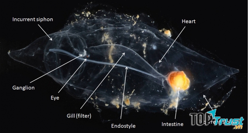 Cấu tạo sứa Salpa Maxima