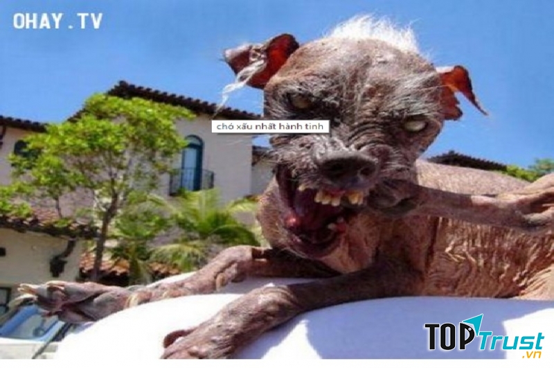 Sam - Người gác cửa địa ngục