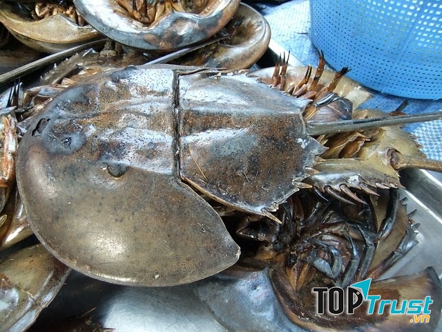 Từ nguyên liệu là thịt sam biển người ta có thể chế biến thành nhiều món như sam biển nướng, súp sam, sam biển hấp…