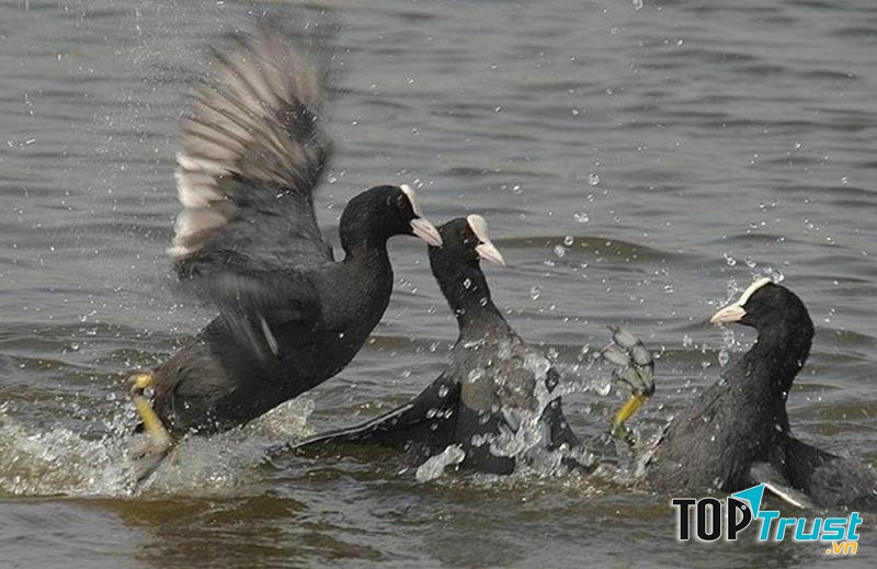 Sâm cầm