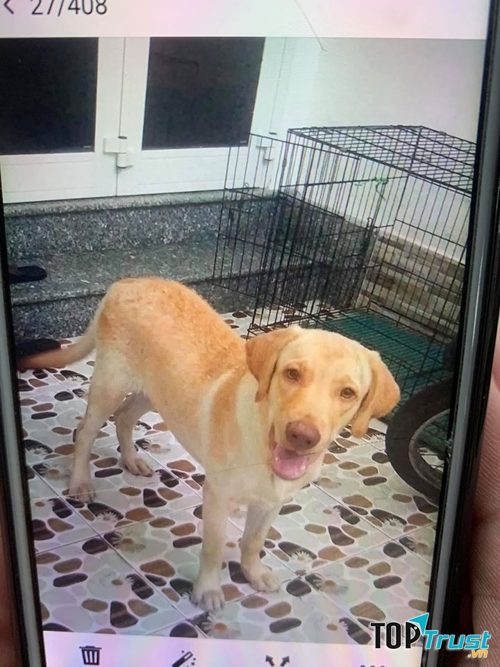Sam Spa, Pet Shop