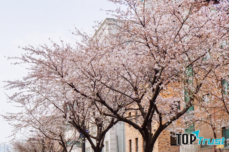 Samcheong-dong tĩnh lặng đầy cuốn hút