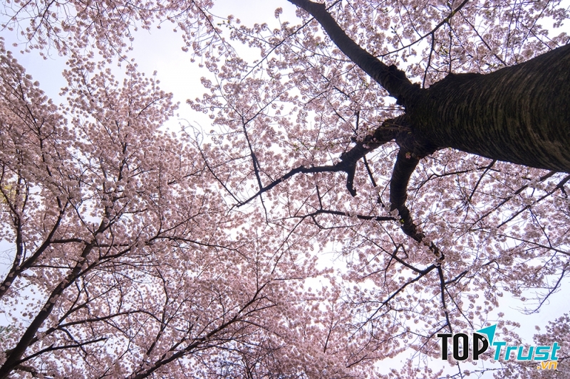 Những tán hoa anh đào đua nhau nở rộ