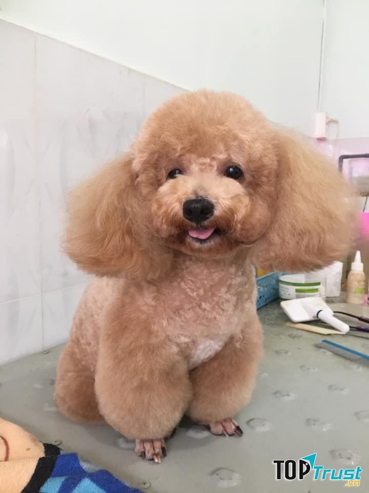 Sammy Pet Grooming