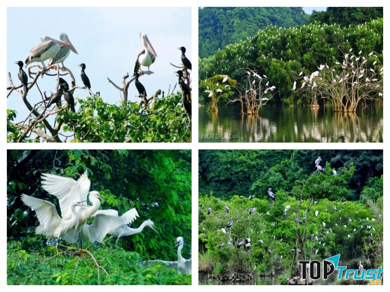 Sân chim Bạc Liêu