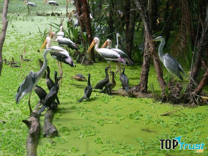 Hàng ngàn con chim tập trung sống ở Sân chim Cà Mau.